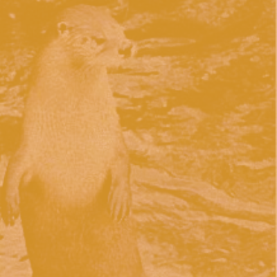 Ainmhithe na hÉireann