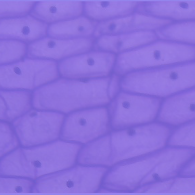 Microsight – Life Through a Lens